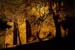 11_guimaraes